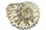 Bumpy Ammonite (Douvilleiceras) Fossil - Madagascar #277169-1